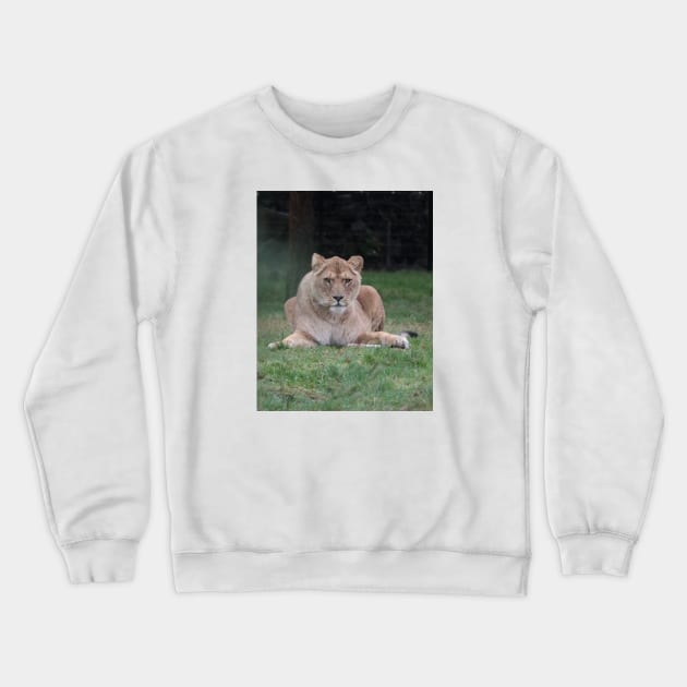 A lion looking straight at you, photo. Crewneck Sweatshirt by Project Charlie